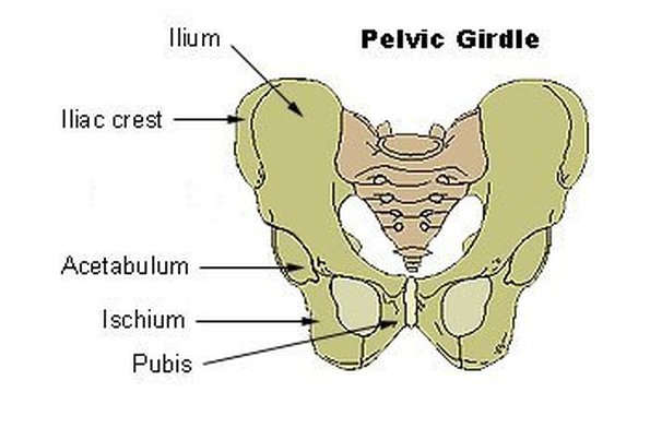 Anatomy Pelvic Girdle Bones Human Anatomy - vrogue.co
